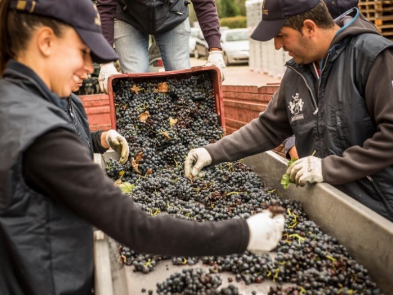 La famiglia Piccini sbarca nelle Langhe