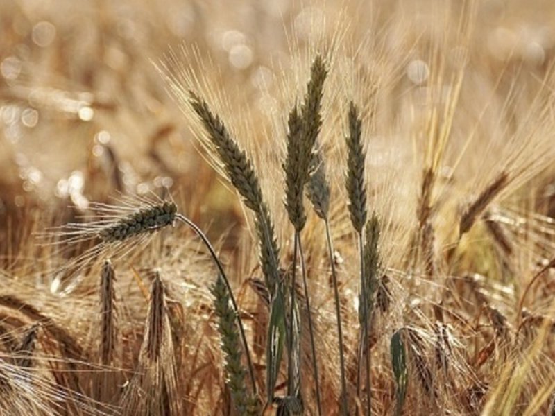 La produzione di grano duro rischia un calo di 16 punti