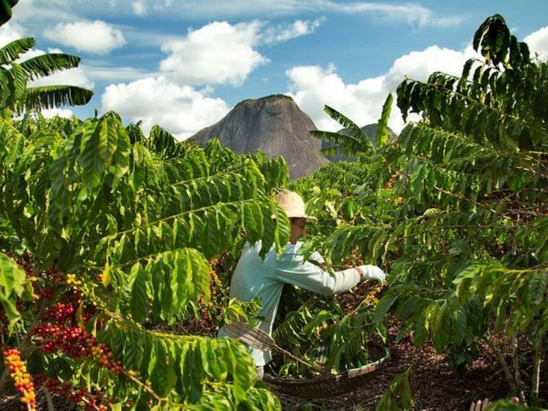 Nestlé lancia il Nescafé Plan 2030