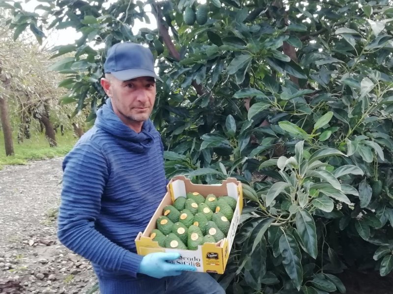 Orsero: arriva l’avocado siciliano