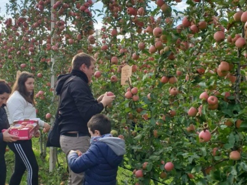 Pink Lady apre le porte dei suoi frutteti