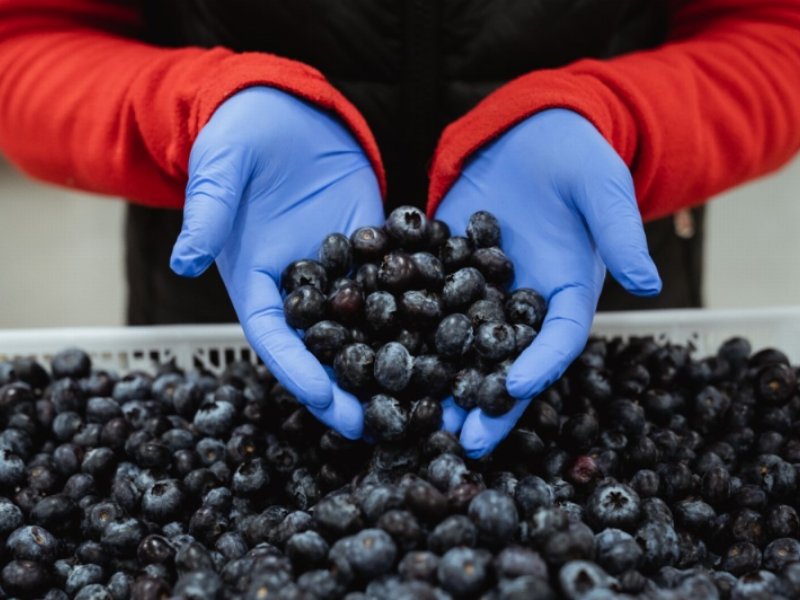 Progetto Berries Spreafico, una sfida tutta italiana