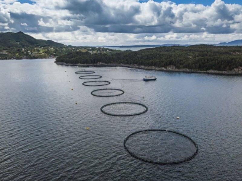 Rapporto Norm-Vet, acquacoltura norvegese: al minimo l'uso di antibiotici nell'allevamento del salmone