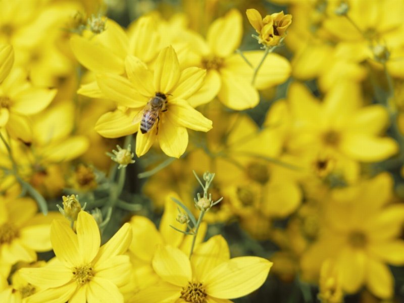 Ricola si impegna a favore delle api e potenzia la biodiversità