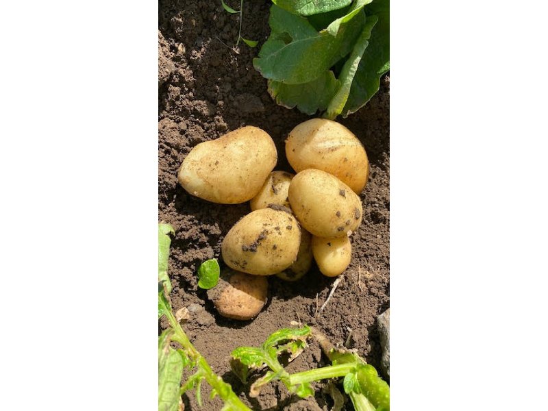 Romagnoli, patate novelle: nel siracusano andamento climatico pesa su volumi e tempi