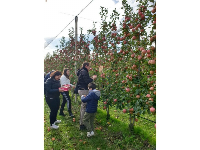 Adotta un albero Pink Lady, l’evento che avvicina alla produzione della mela dal bollino a cuore