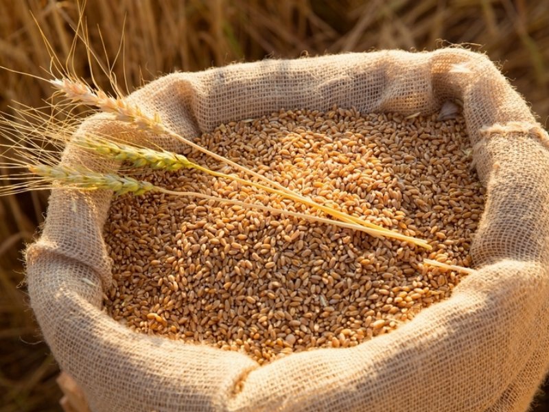 Si aggrava di nuovo la crisi del grano: cosa rischia l'Italia?