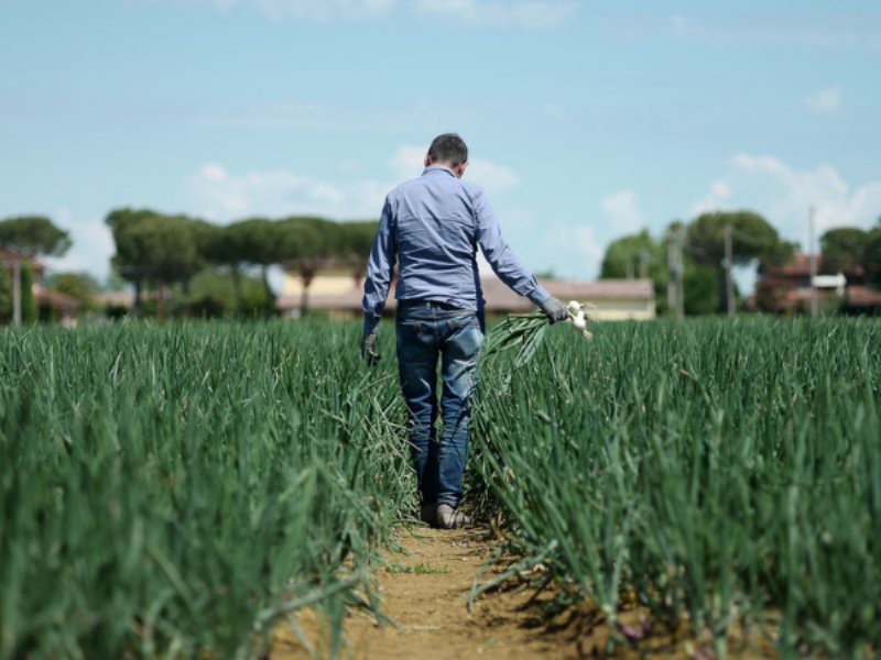 Sipo, al via la raccolta del Cicorino Grumolo