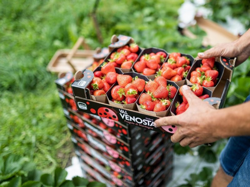 Val Venosta: in partenza la campagna delle fragole