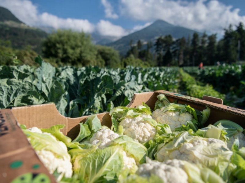 Val Venosta: parte la stagione del cavolfiore estivo