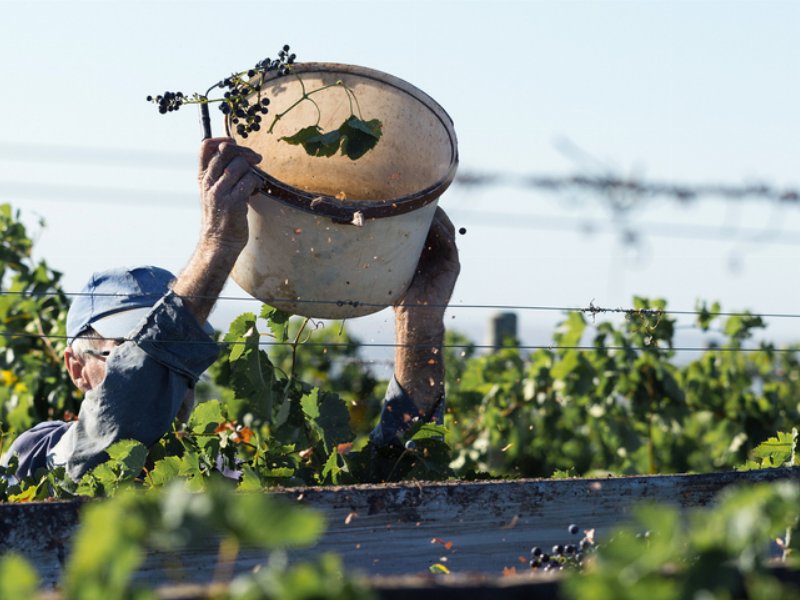 Vigneto Italia: un'ottima annata....nonostante la siccità