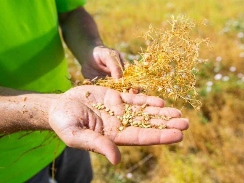 Andriani: al via il progetto sperimentale di  agricoltura rigenerativa per la filiera di leguminose