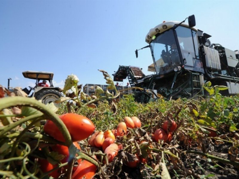 Anicav: la campagna 2023 chiude con 5,4 milioni di tonnellate di prodotto trasformato