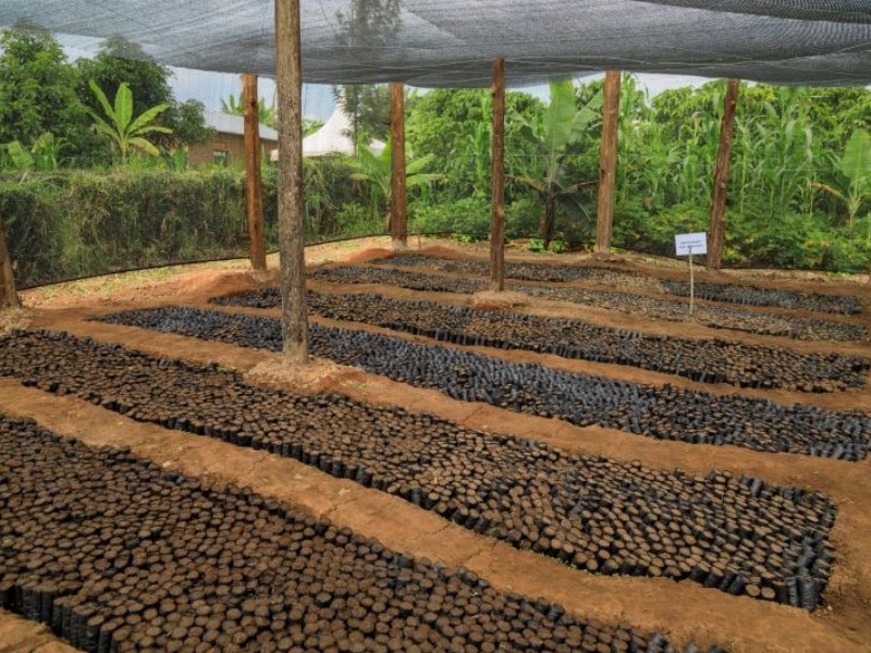 Caffè Borbone e Ofi avviano il progetto Mwanyi in Uganda per una filiera del caffè più inclusiva