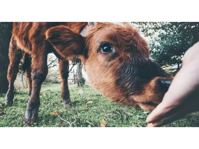 Cameo, Aldi, Alpro e altre aziende in Italia aderiscono all’iniziativa di Veganuary