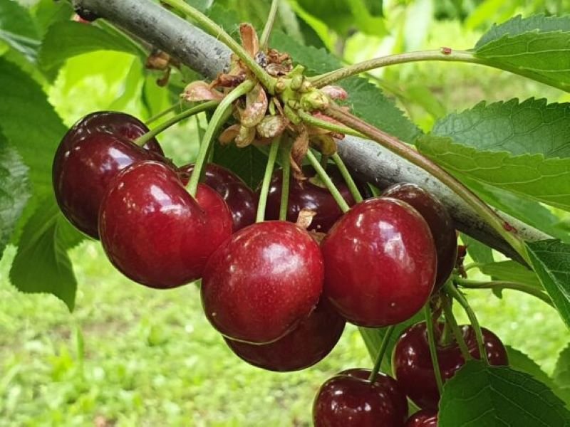 Ciliegie, perso tra il 40% e il 60% di prodotto causa maltempo