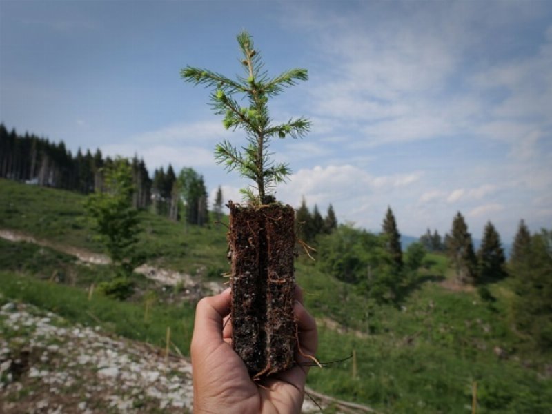 Consorzio Tutela Asiago Dop in prima linea nella riforestazione