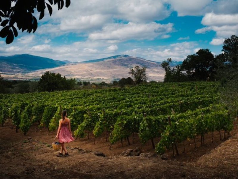 Consorzio Tutela Vini Etna doc: cresce l’imbottigliato nel primo semestre 2023