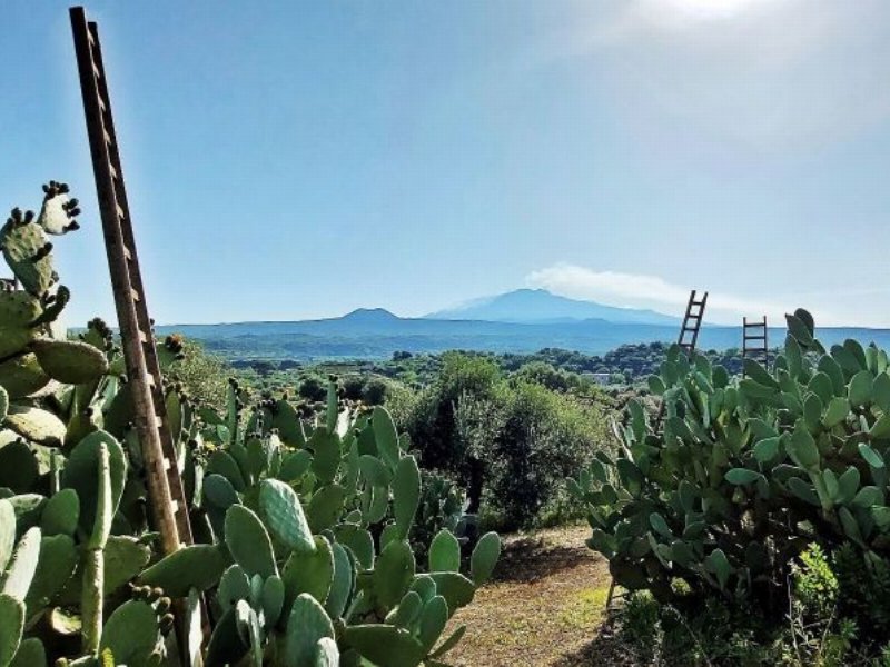 Dop e Bio: doppia certificazione per il Ficodindia dell’Etna Barbera