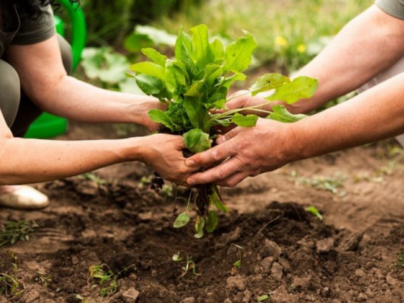 FederBio e AssoBio: sulle Ngt si rischia la deregulation