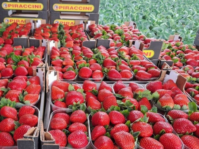 Fragole: Apofruit inaugura la campagna commerciale 2023/24