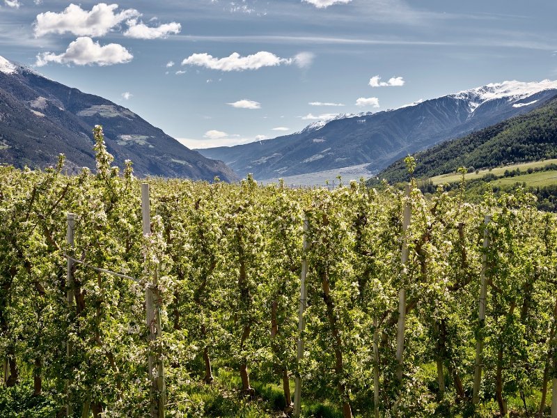 a-tuttofood-lenis-presenta-il-nuovo-succo-di-mela-100-percent-trentito-alto-adige-e-frutti-di-bosco