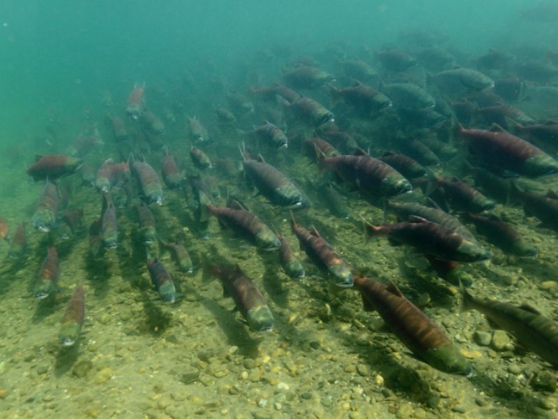 alaska-dove-il-salmone-e-libero-e-sostenibile