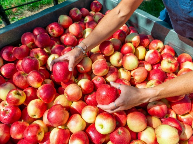 dal-campo-alla-lavorazione-melinda-punta-sulla-sostenibilita