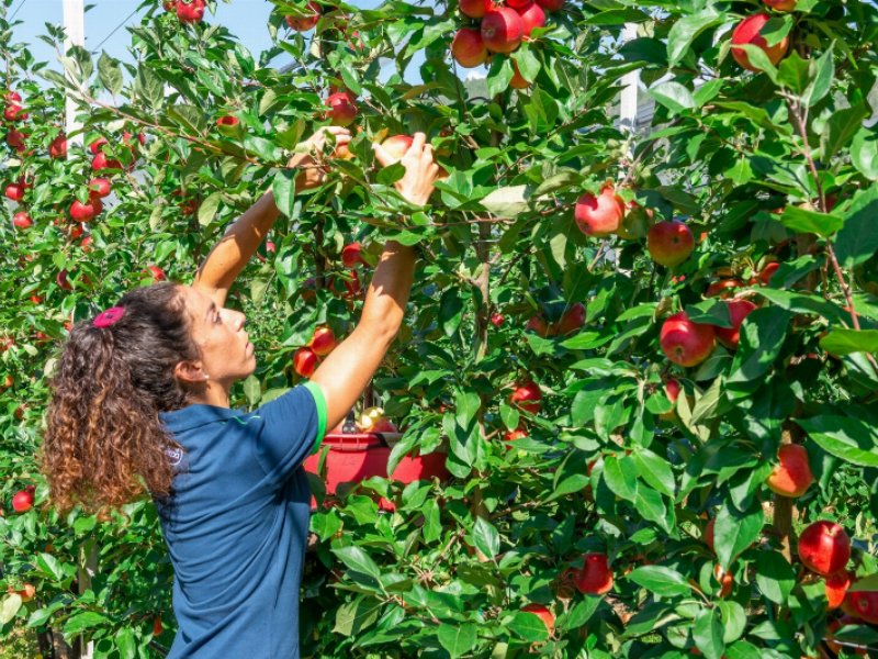 dal-campo-alla-lavorazione-melinda-punta-sulla-sostenibilita