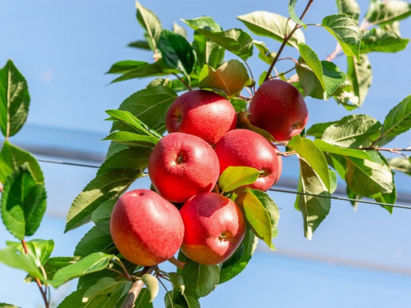 dal-campo-alla-lavorazione-melinda-punta-sulla-sostenibilita