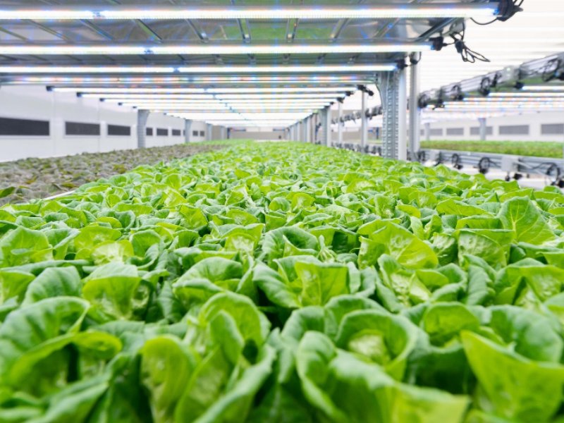 kilometro-verde-inaugura-la-vertical-farm-per-la-coltivazione-di-petali