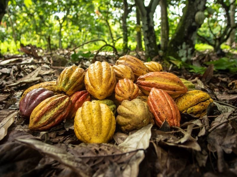 Icam cioccolato e Italia zuccheri - Coprob: una storia di valori comuni