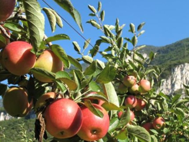 Il sistema frutticolo del Trentino è sempre più sostenibile