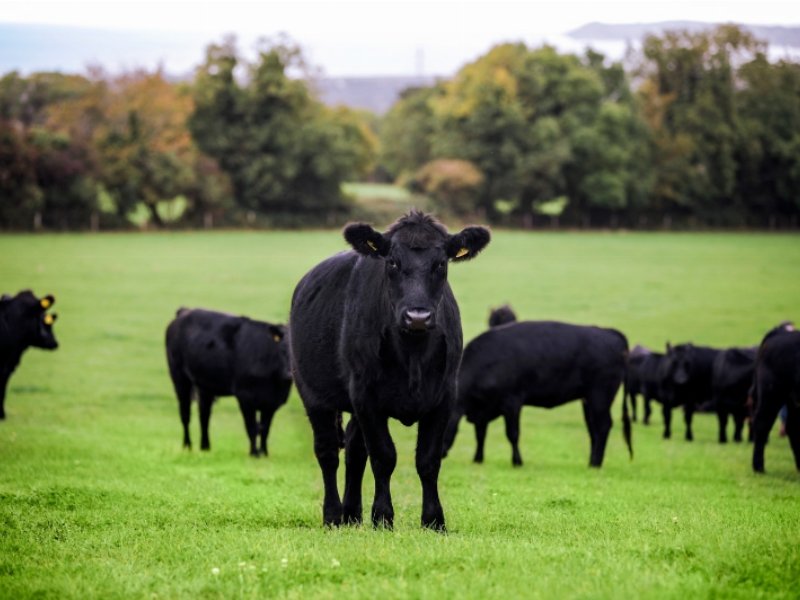 L’ Irish grass fed beef ottiene lo status Igp (Indicazione geografica protetta) dall'Ue