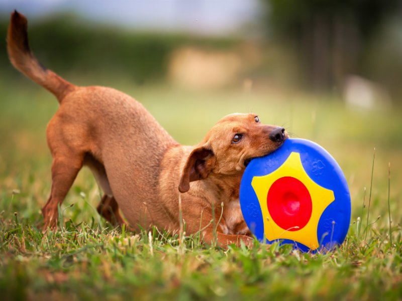 Mai più frisbee imprendibili con Trotto disk di Bamapet!