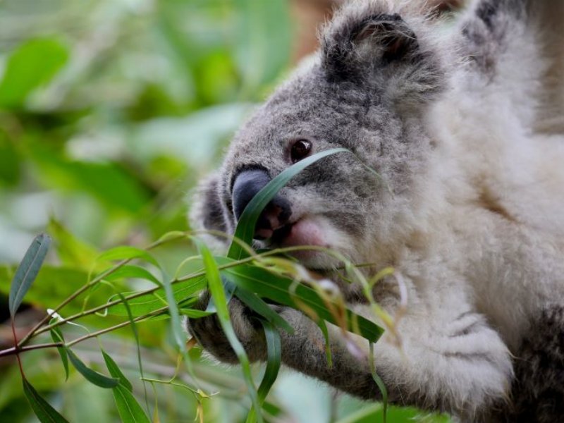 Nuii e WildArk insieme per la salvaguardia dei koala a rischio di estinzione