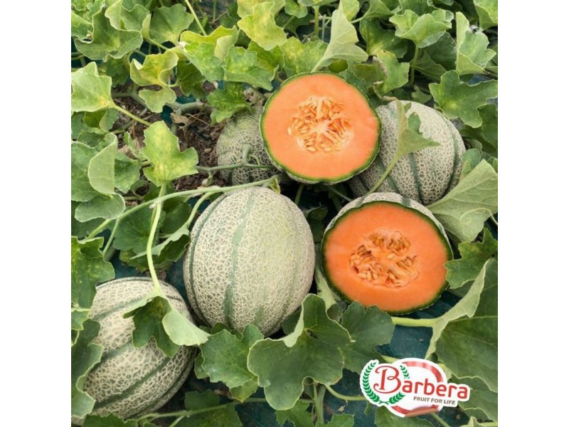 Partita la stagione del melone retato Barbera