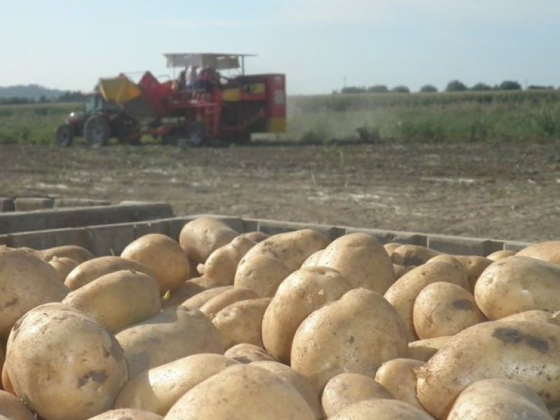 Patate: Apofruit continua a crescere