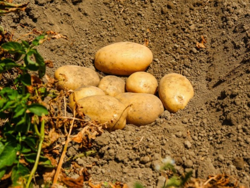 Progetto “Potatoes Forever”, Unapa presenta otto nuove varietà di patate