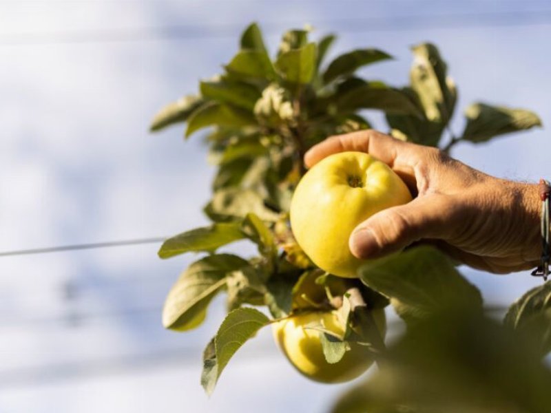 Torna yello, la mela gialla per veri intenditori