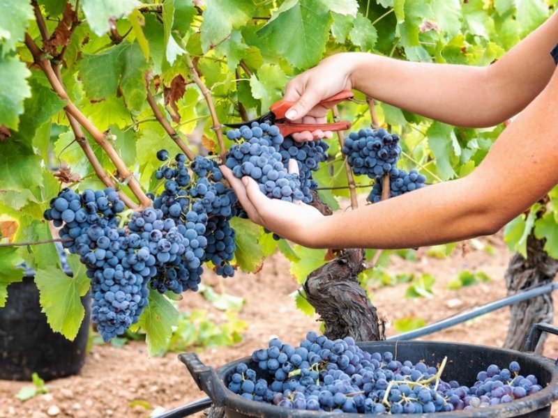 Vendemmia 'light' nel 2023: lo dicono le previsioni