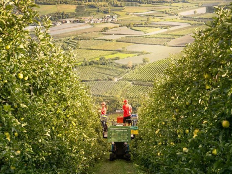 Vip: in arrivo Kanzi e Ambrosia, oltre a Red Delicious