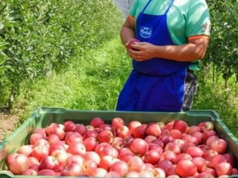 Vog, Home of apples a Fruit Logistica