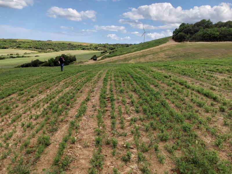 Andriani: cresce la filiera di legumi 100 % italiana