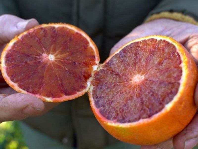 Le Arance rosse di Sicilia tornano in tv