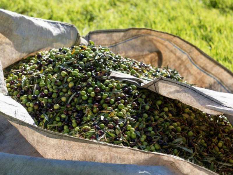 Bonolio: l’olio dop Val di Mazara è sostenibile certificato