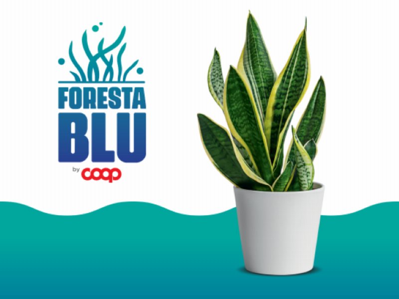 Foresta blu, la nuova campagna di Coop per il ripristino della Posidonia oceanica