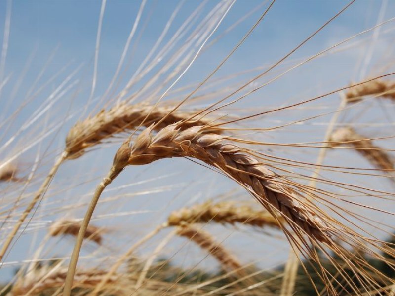 Grano duro, nel 2024 attese in Italia 3,5 milioni di tonnellate (-8%)