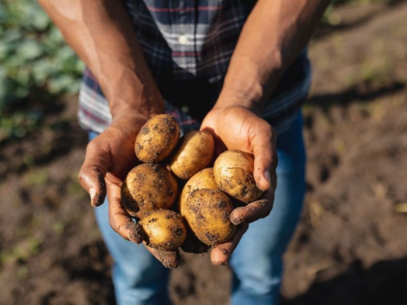 La tutela della natura al centro della campagna Ue Potatoes Forever!