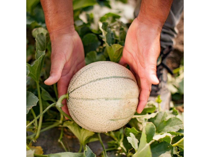 Melone Mantovano Igp, occhi puntati sul prossimo bimestre 